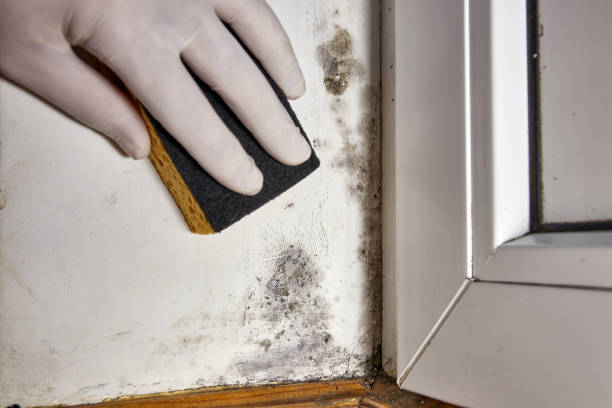 Mold Remediation for Vacation Homes in Rockwell Place, TX